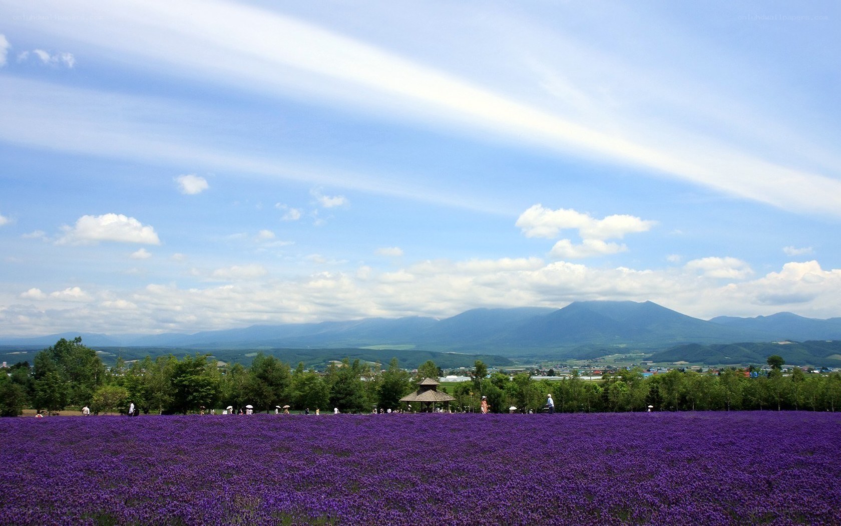 Purple flower field with mountains