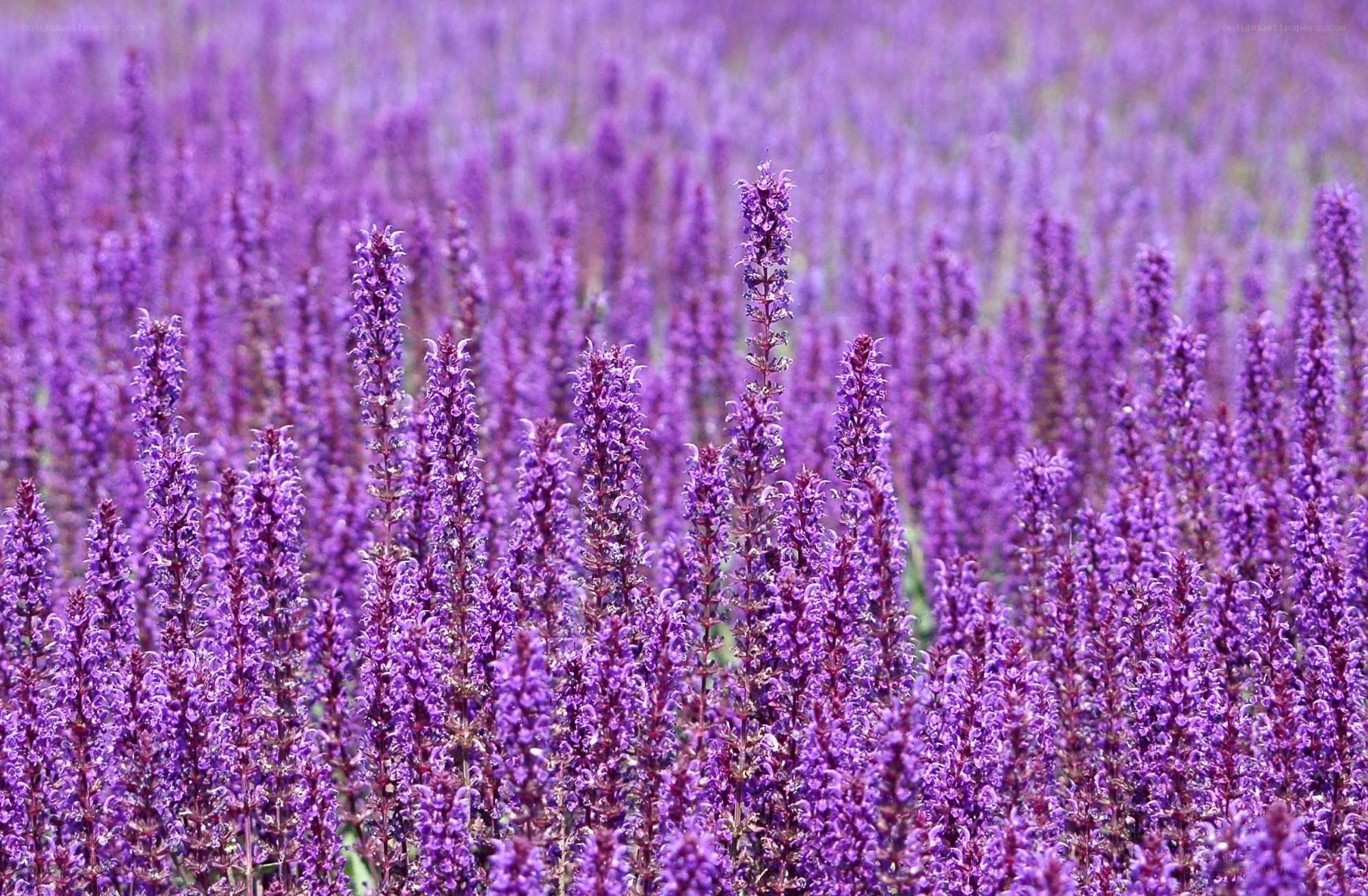 purple flower field
