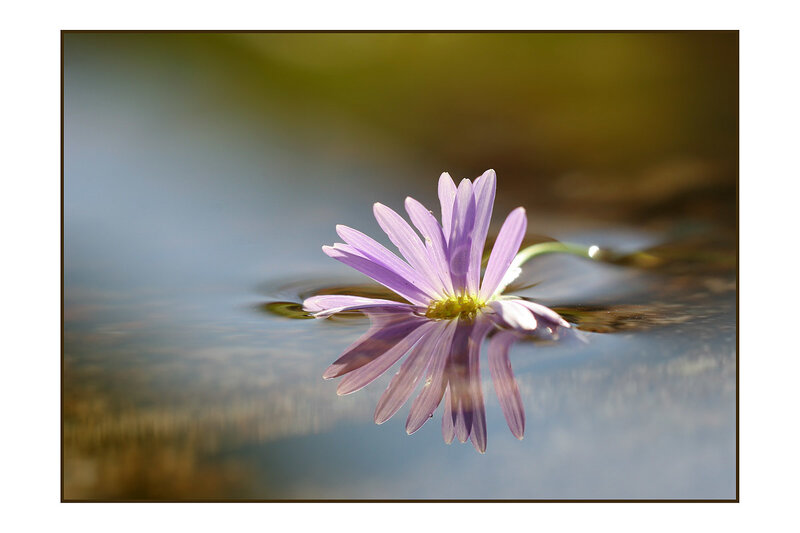 Purple Flower Floating