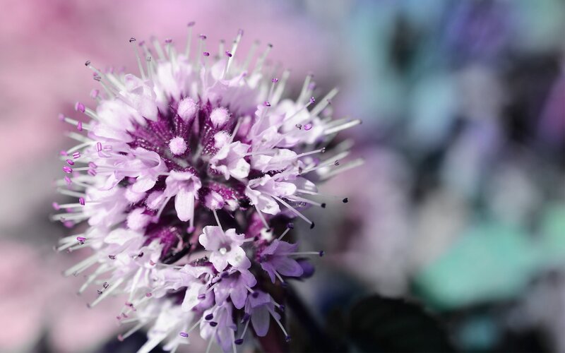 Purple Flower Head — Calm, Photograph, Stamen