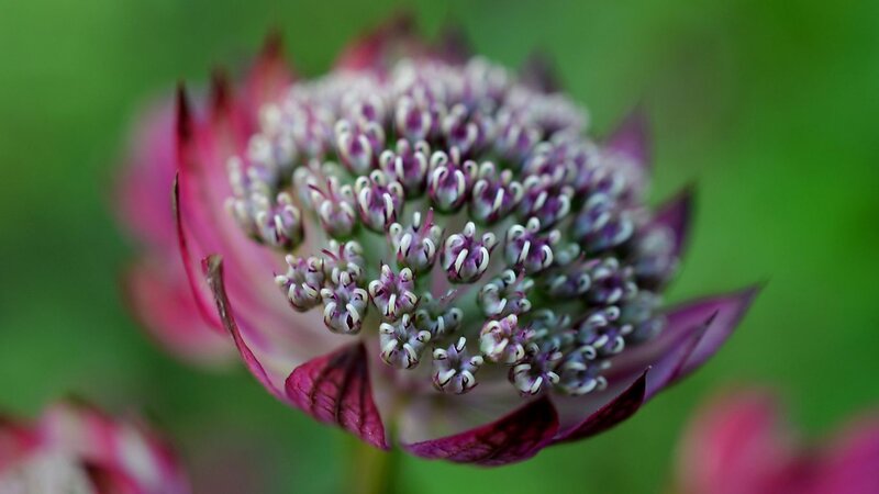 Purple Flower Head — Calm, Photograph