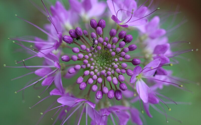 Purple Flower Head — Calm, Spring