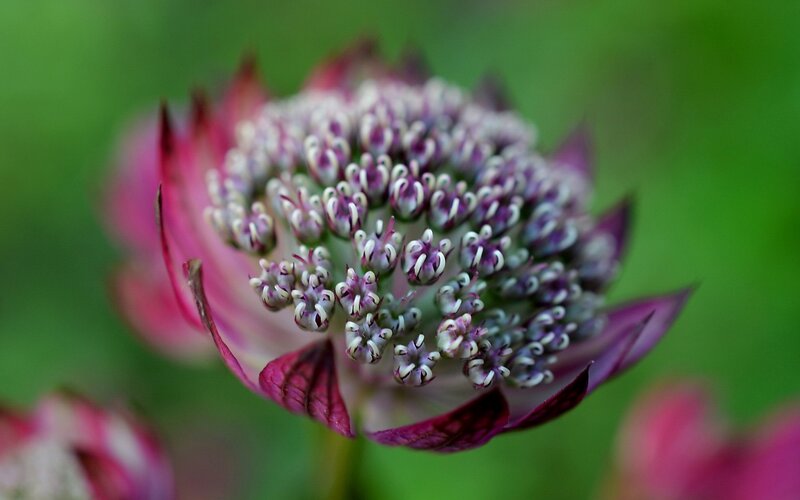 Purple Flower Head — Calm