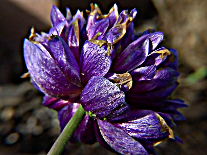 Purple Flower Head — Dramatic
