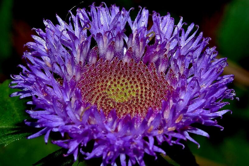 Purple Flower Head — Natural