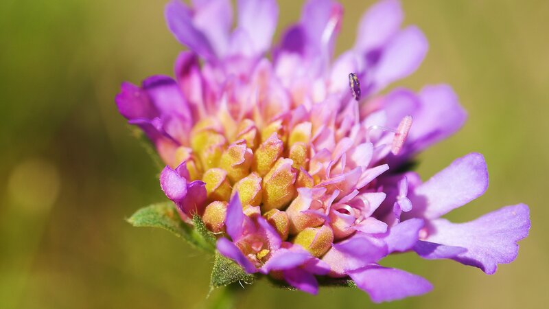 Purple Flower Head — Serene, Afternoon