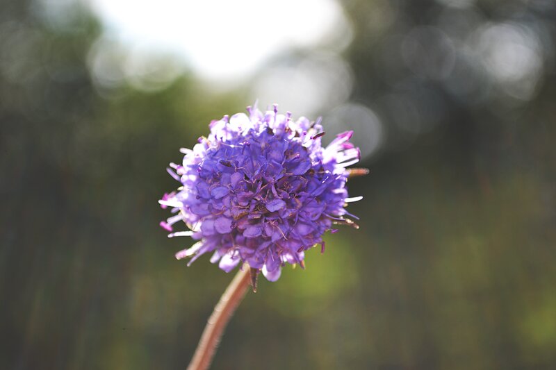 Purple Flower Head — Serene