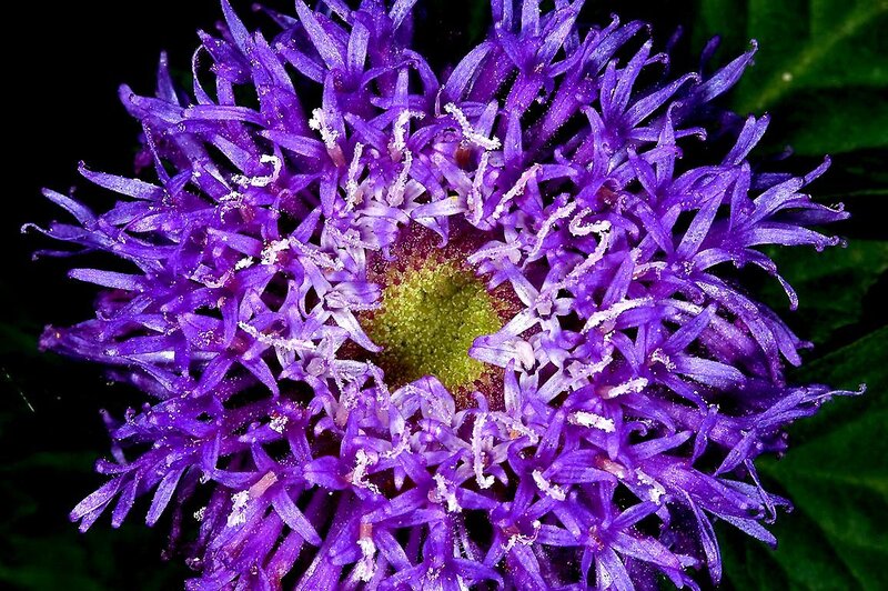 Purple Flower Head
