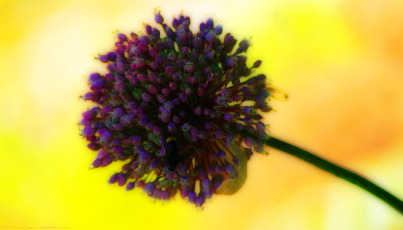 Purple Flower Head — Yellow