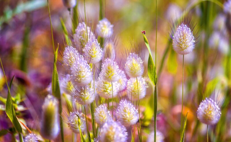 Purple Flower Heads — Serene