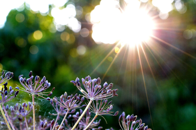 Purple Flower Heads