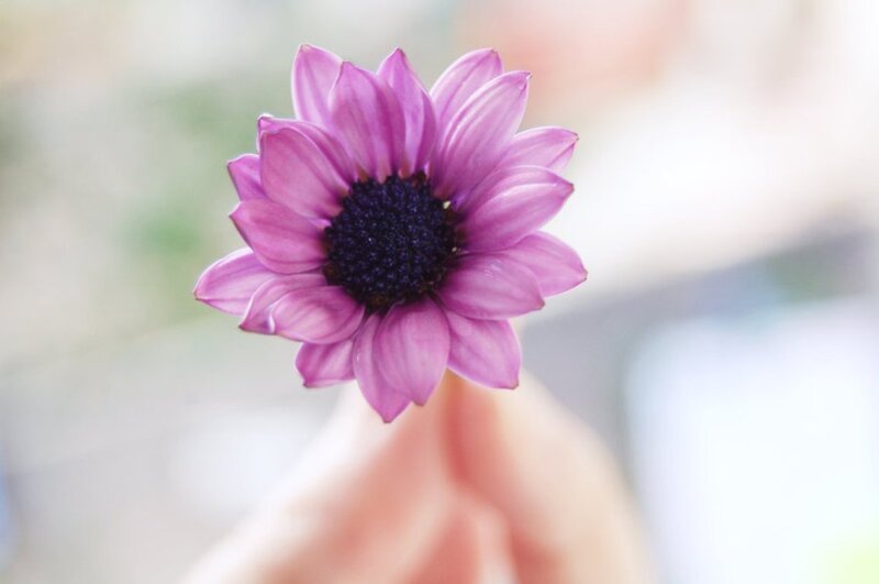 Purple Flower Held by Hand