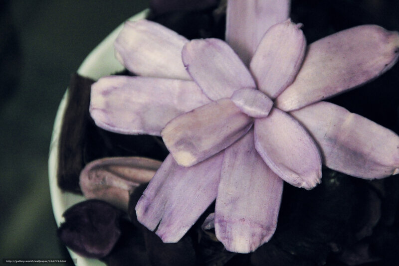 purple flower in a bowl