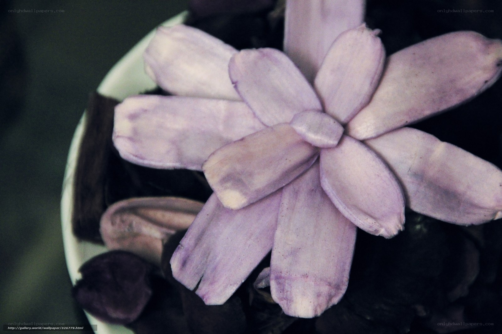purple flower in a bowl