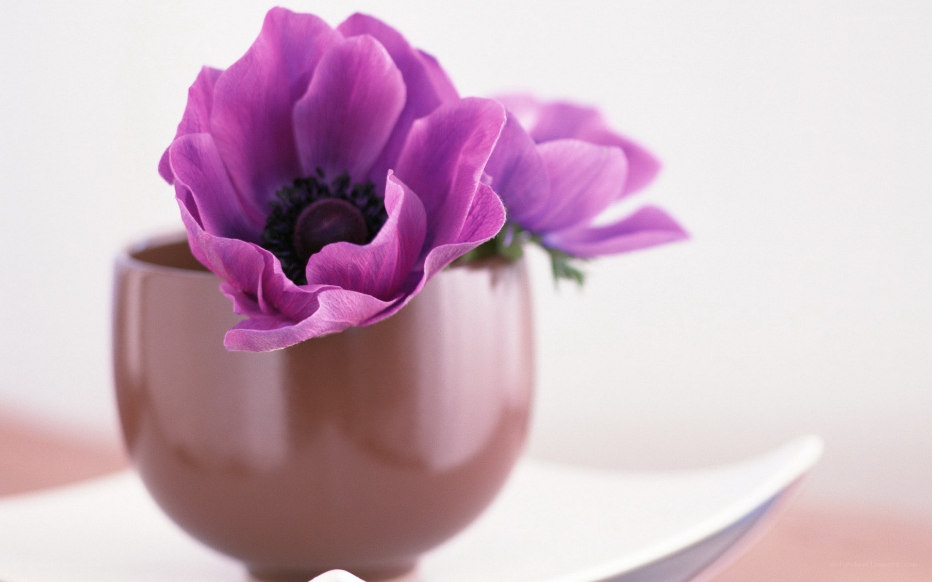 Purple flower in a cup