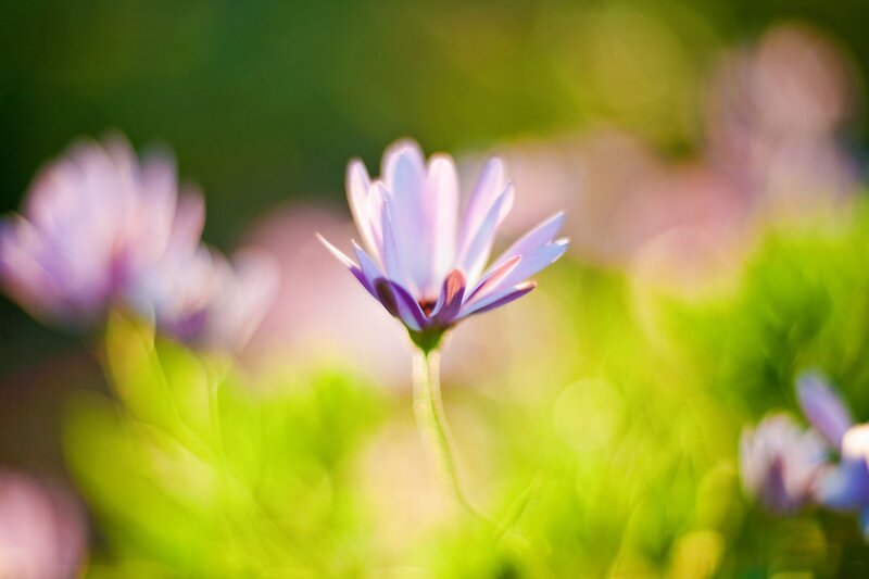 Purple flower in a field