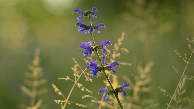 purple flower in a field