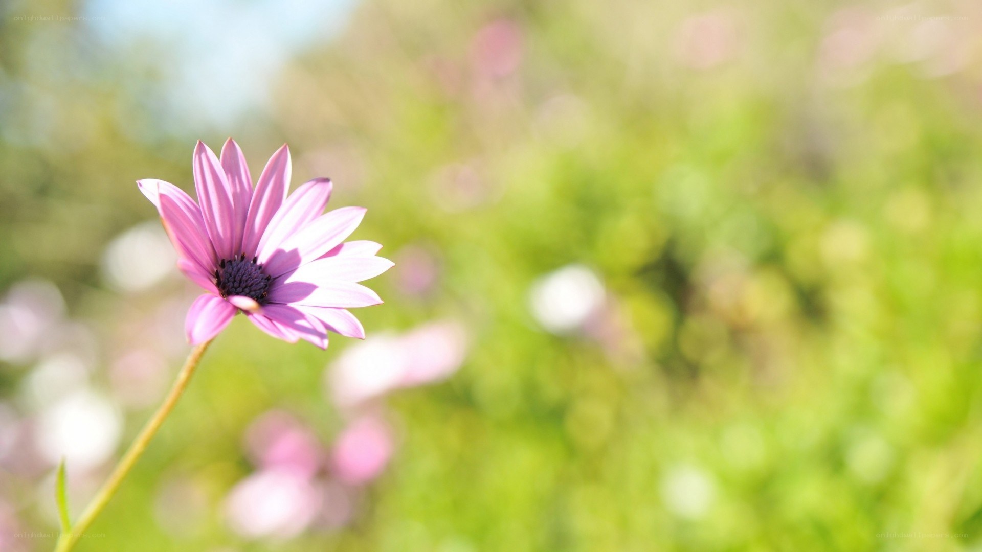 purple flower in a field