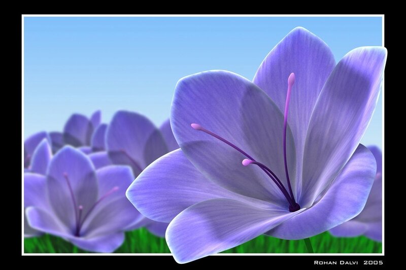 Purple flower in a field