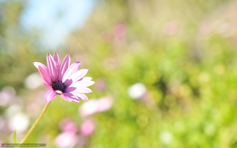 purple flower in a field