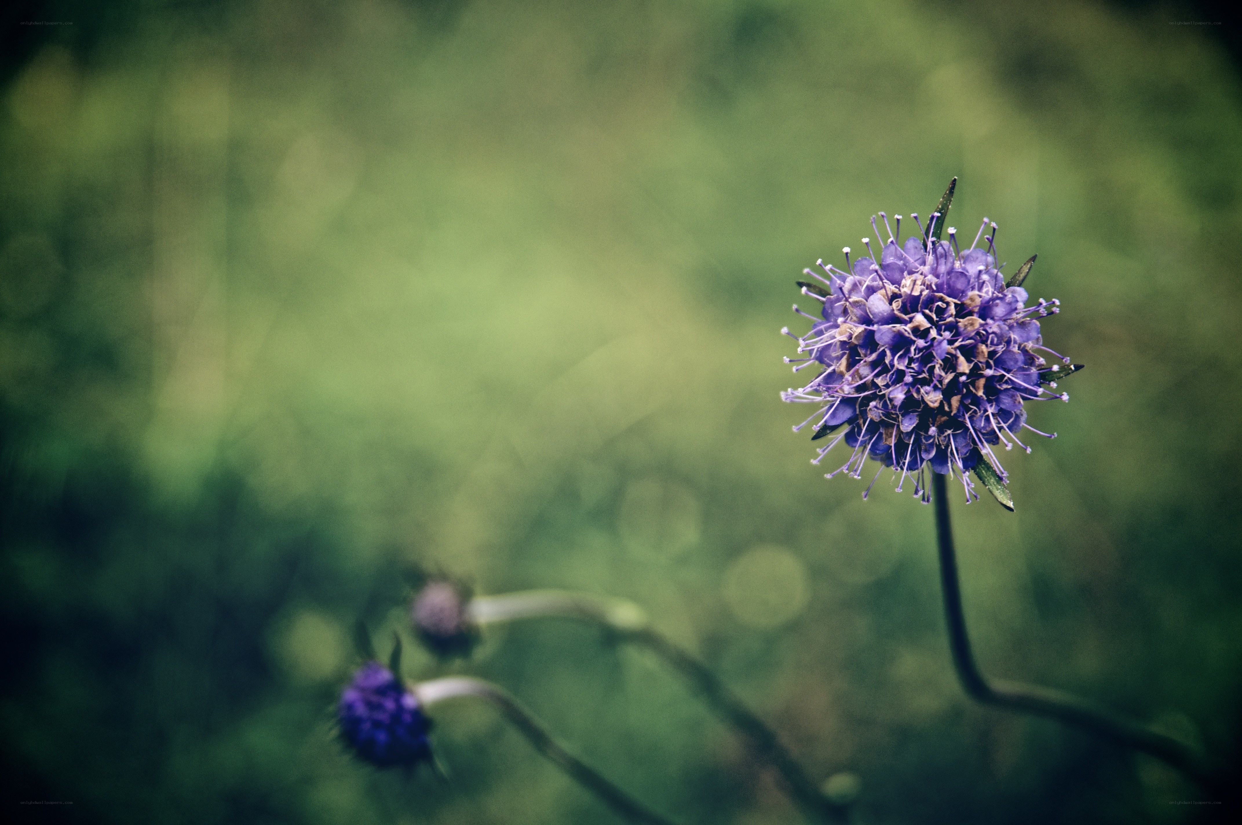 Purple flower in a field