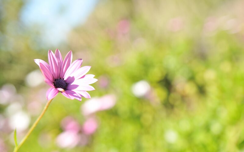 purple flower in a field