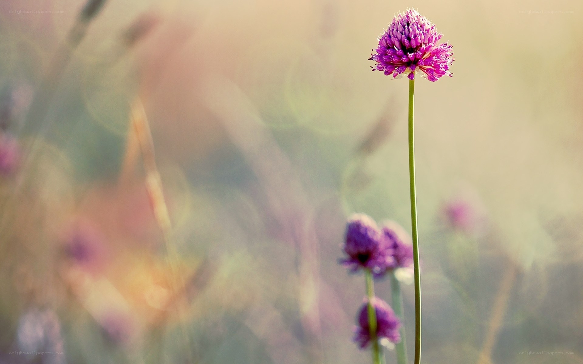 Purple flower in a field