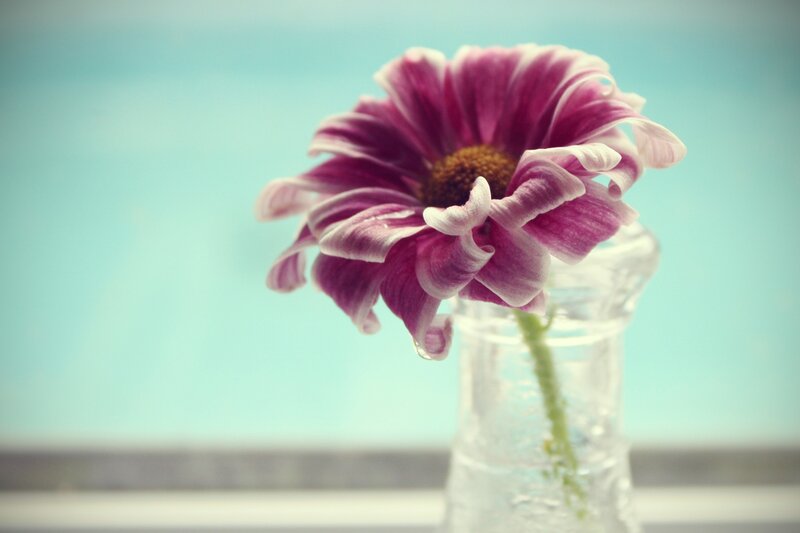 Purple flower in a glass vase