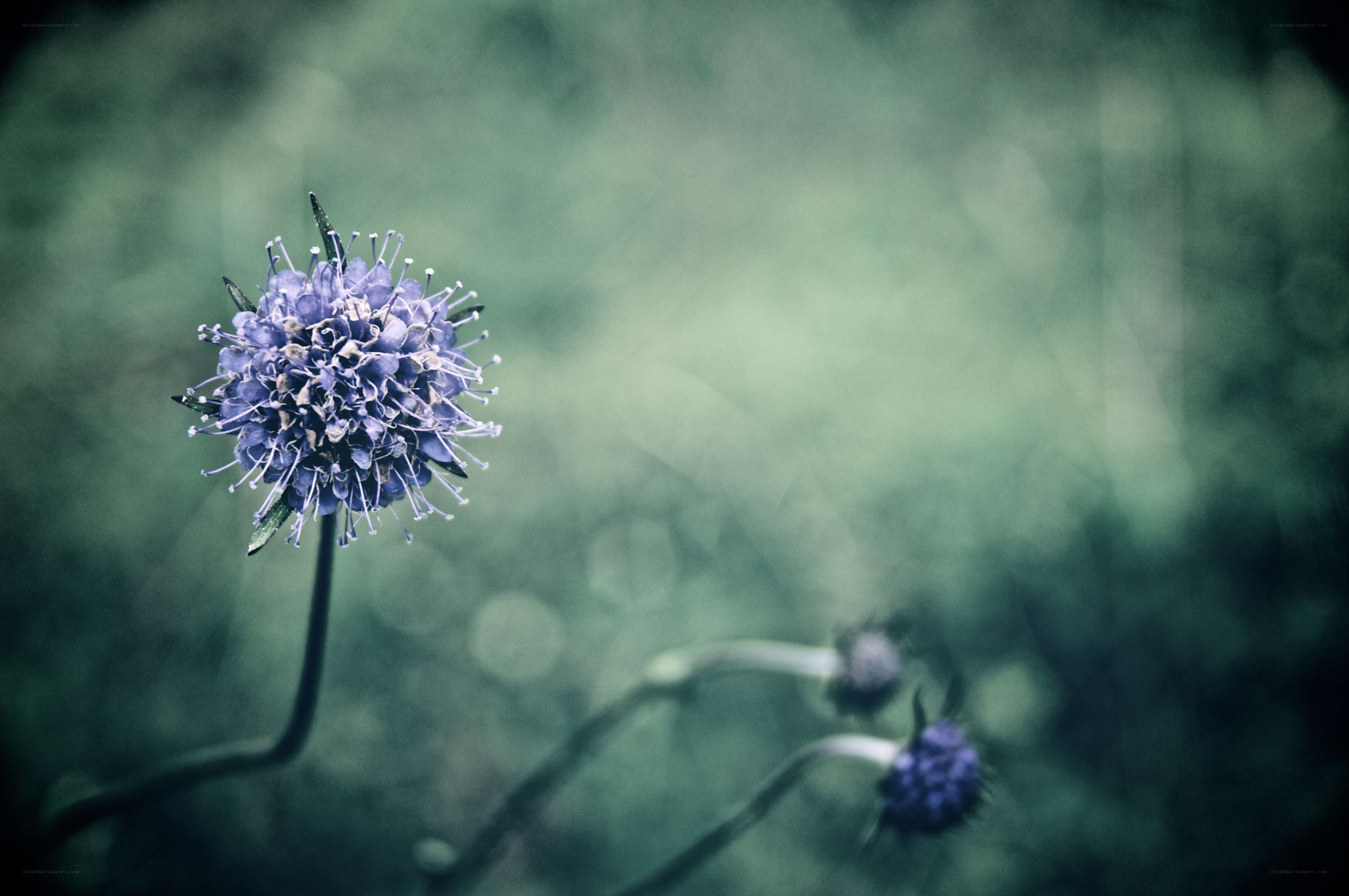 Purple flower in a green field
