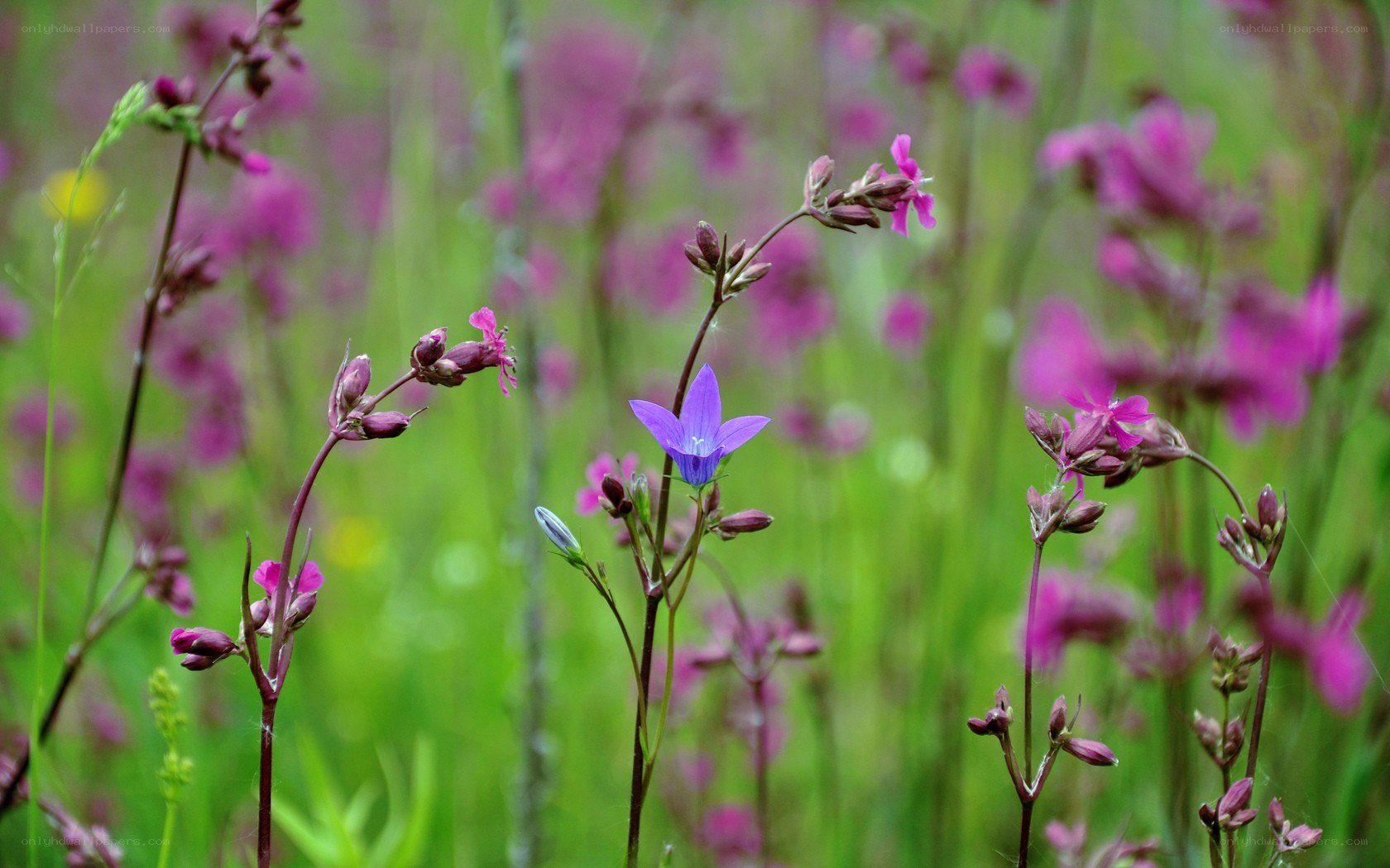 Purple flower in a meadow