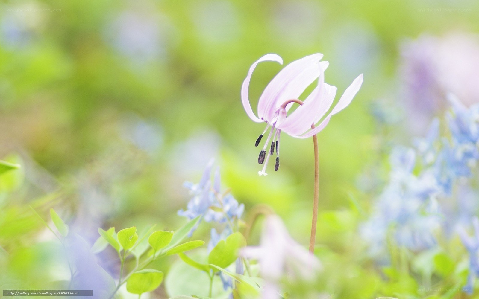 Purple flower in a meadow