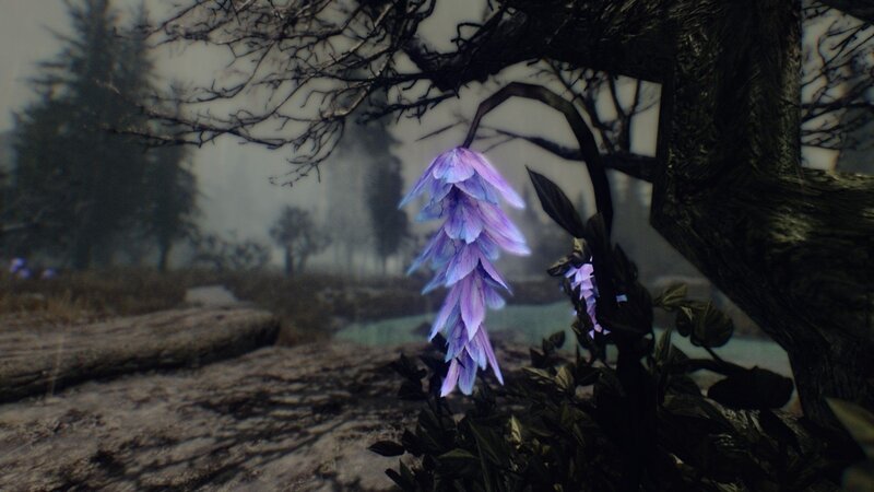 purple flower in a misty forest