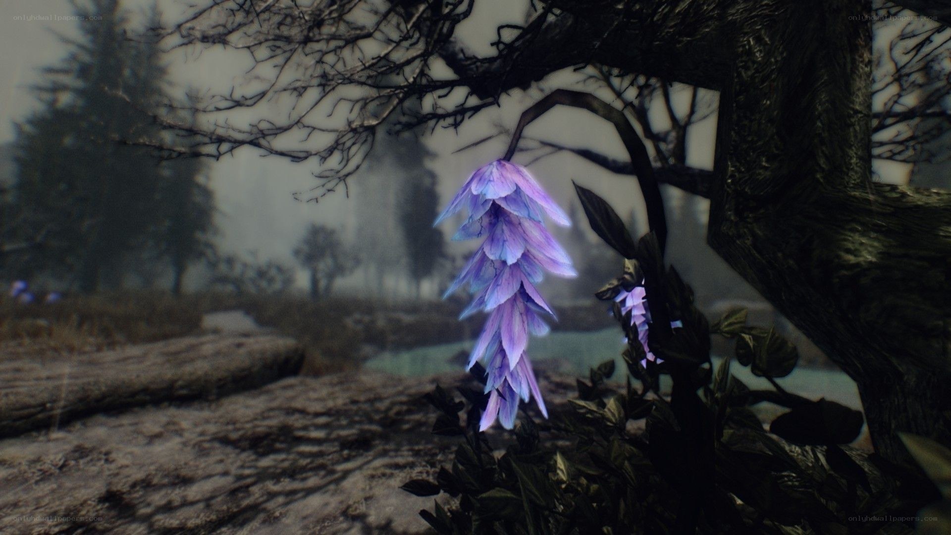 purple flower in a misty forest