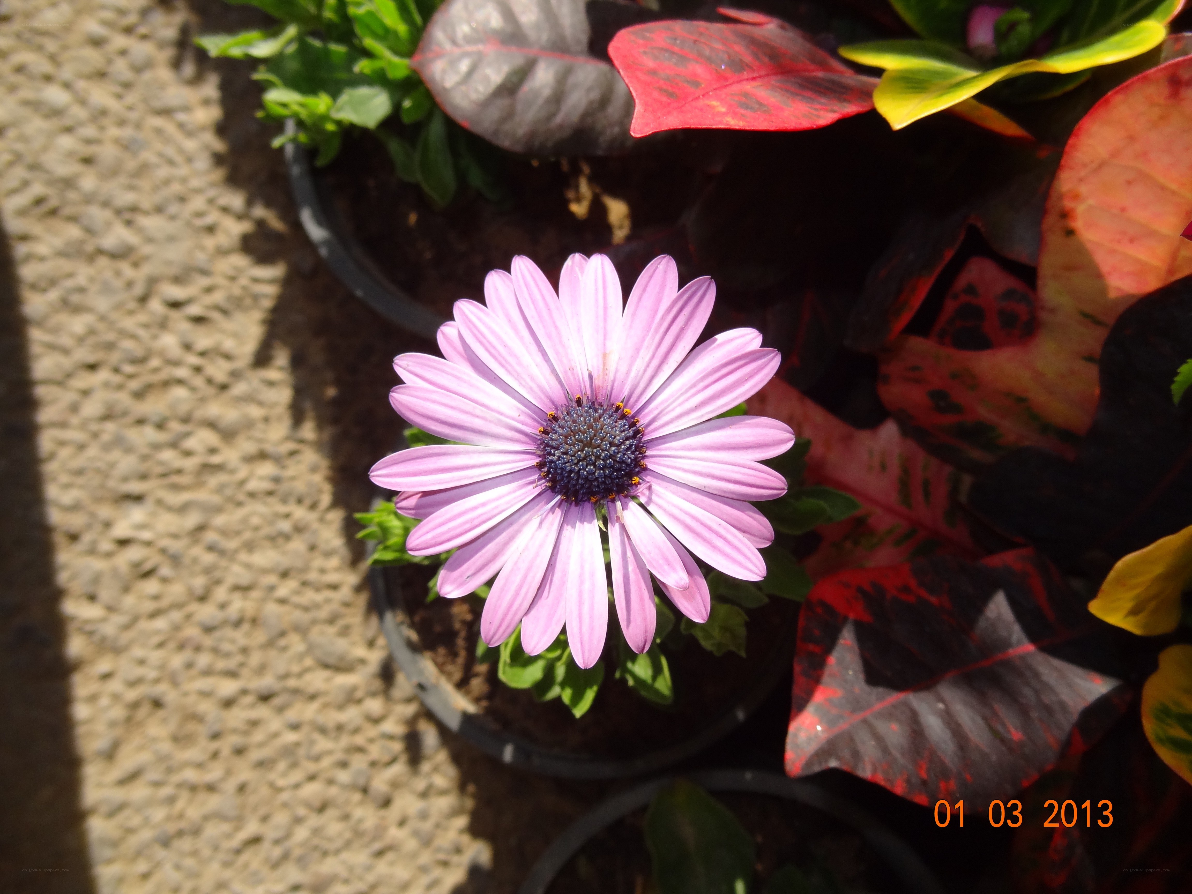 Purple flower in a pot