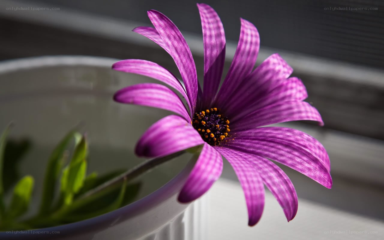 Purple flower in a pot