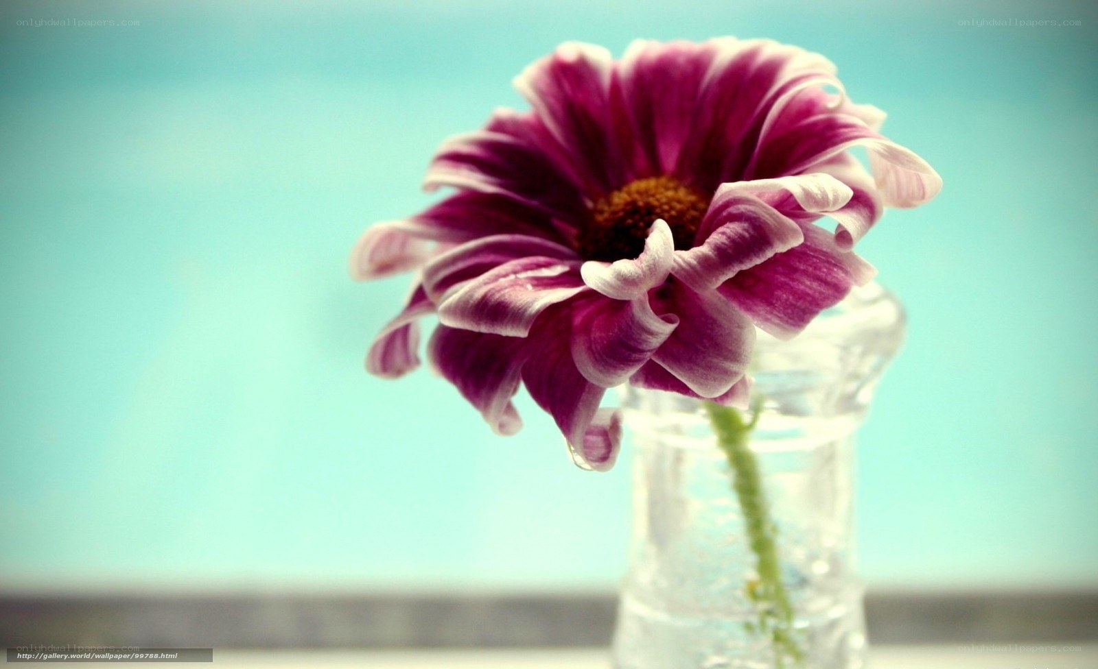 Purple flower in a vase