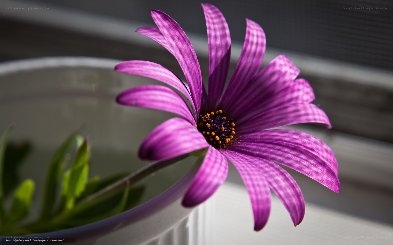 Purple flower in a white pot