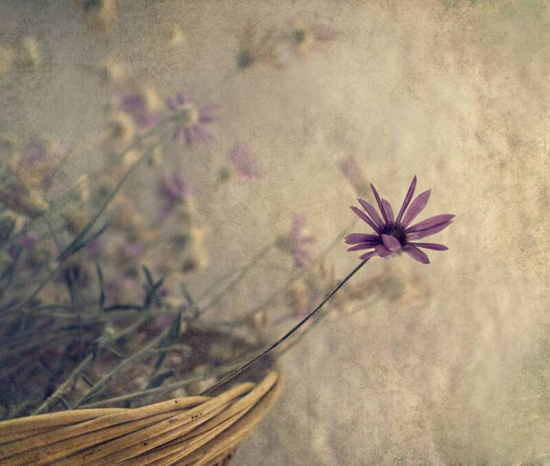 Purple Flower in Basket