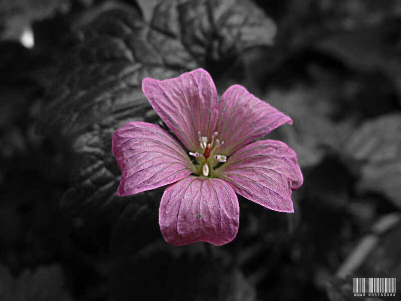 purple flower in black and white