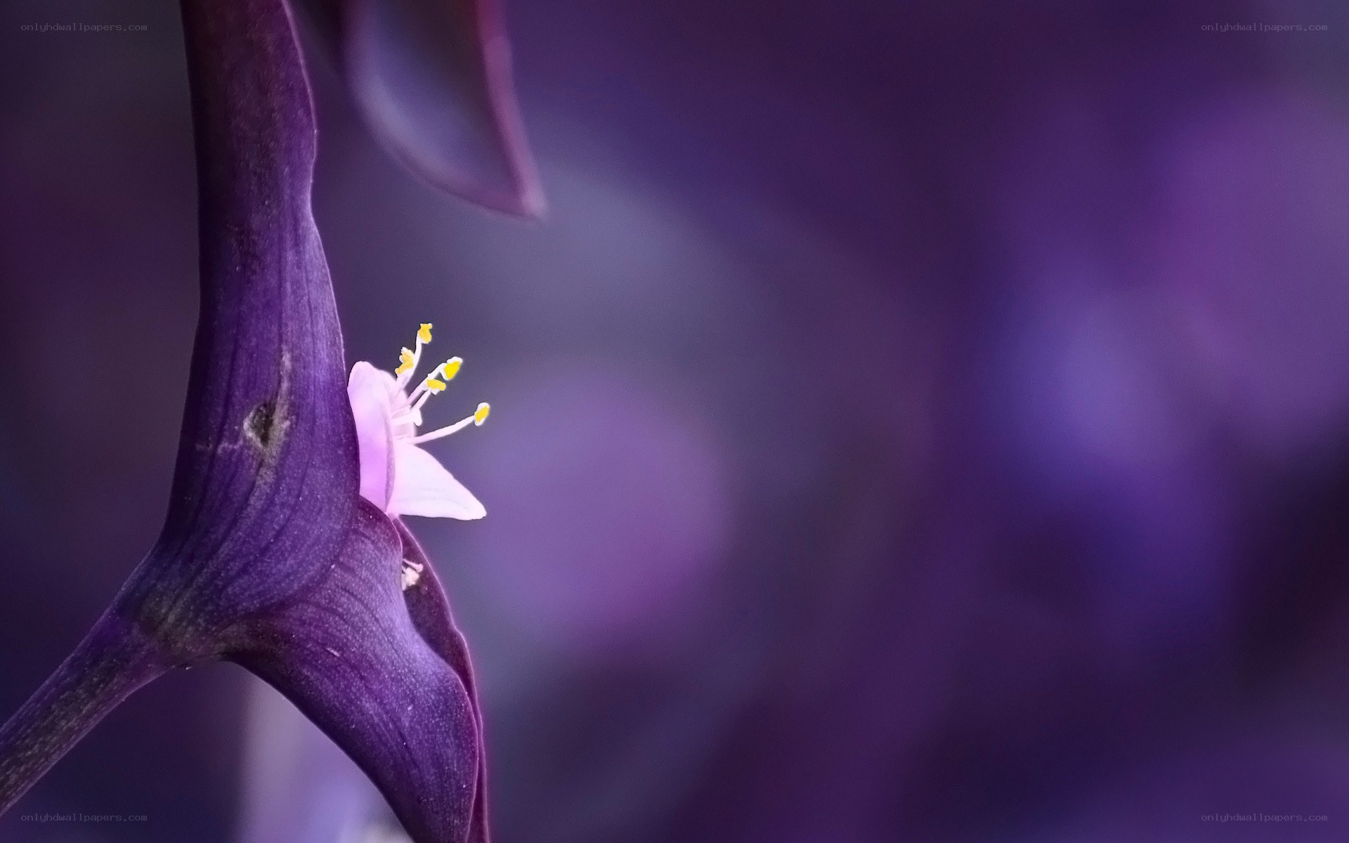 purple flower in bloom
