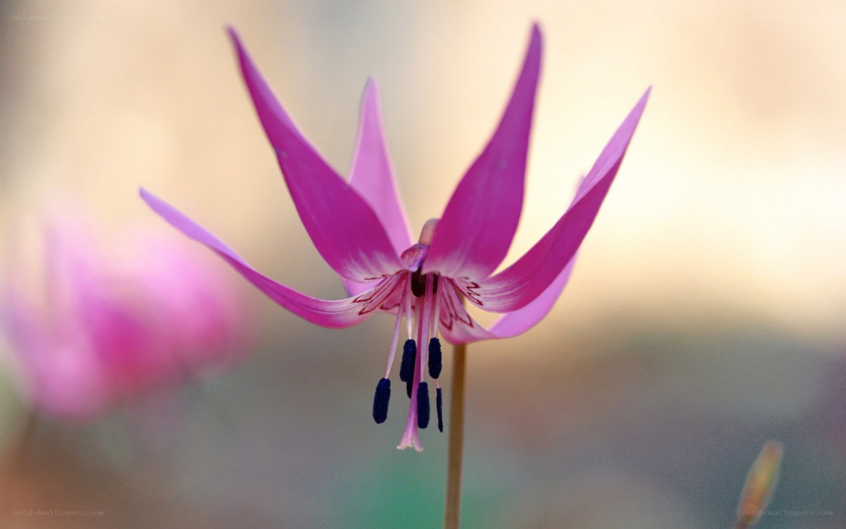 purple flower in bloom