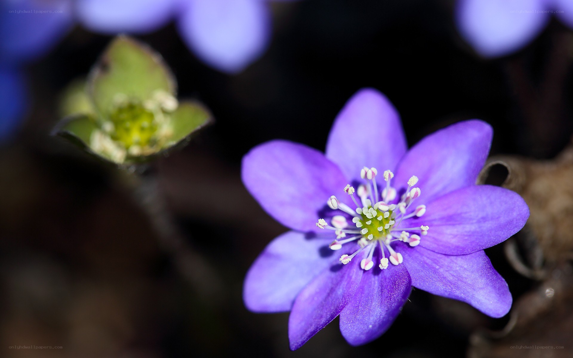 purple flower in bloom