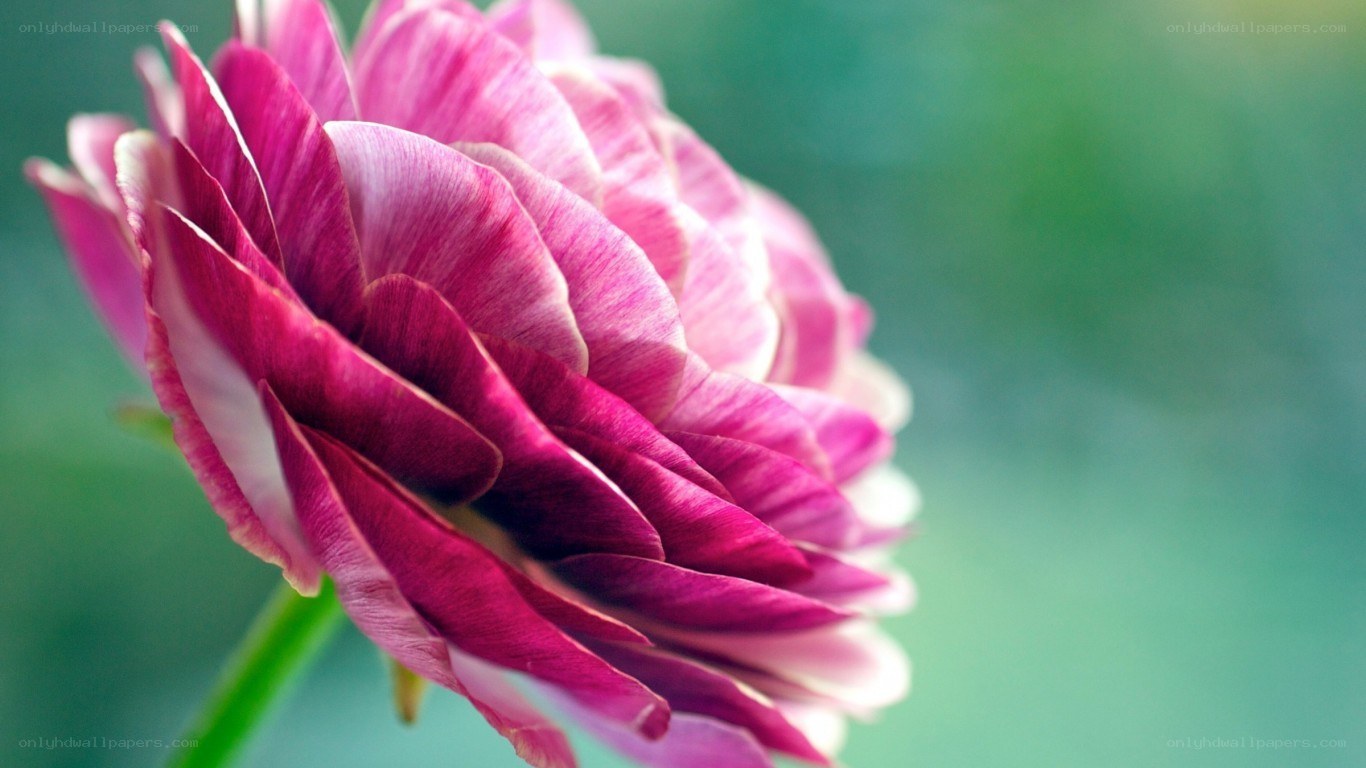 purple flower in bloom