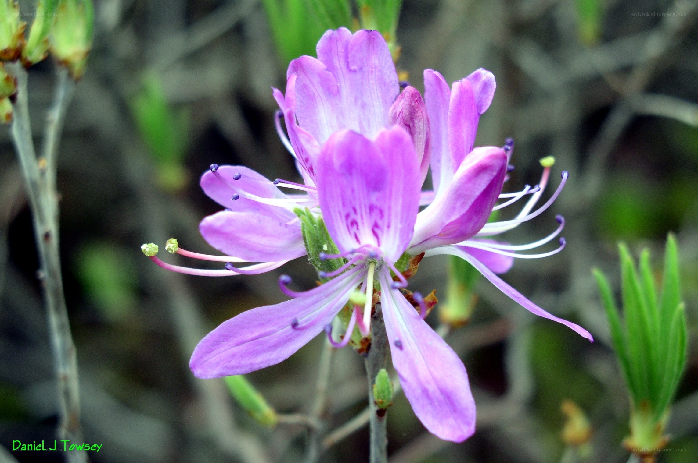 purple flower in bloom
