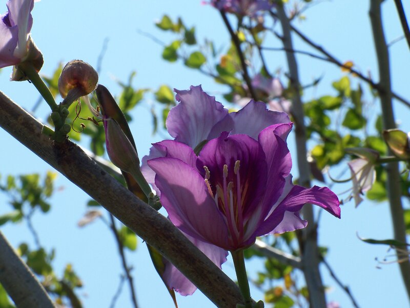 Purple flower in bloom