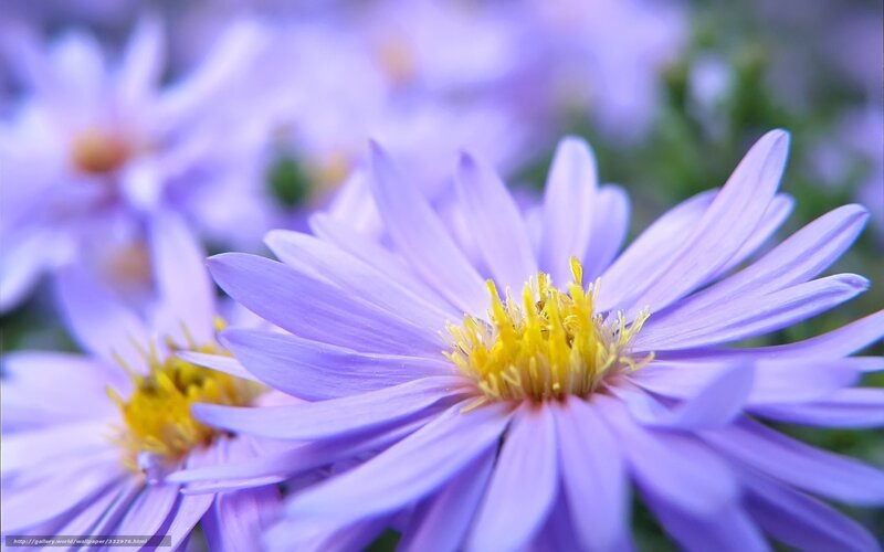 Purple flower in bloom