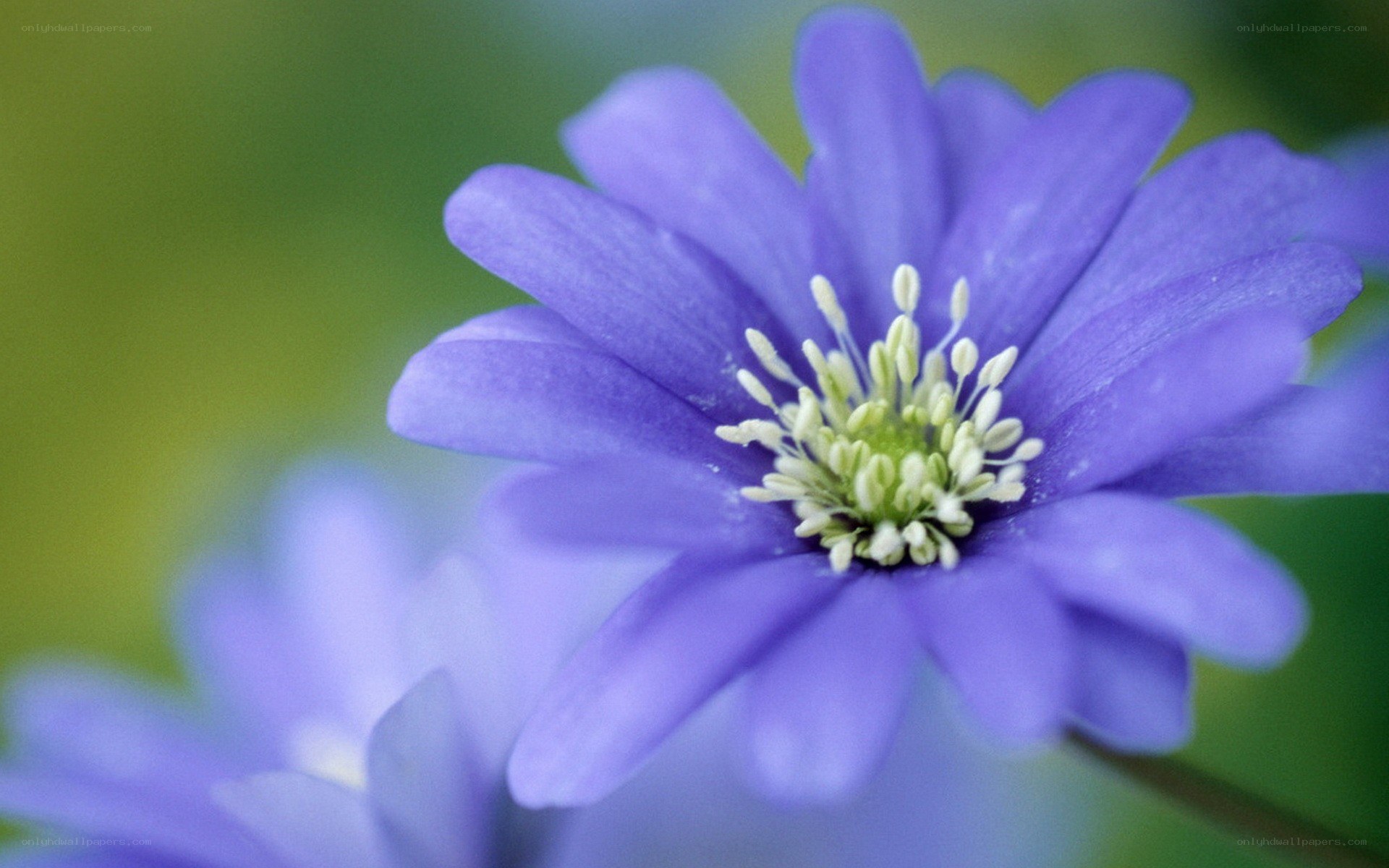 purple flower in bloom