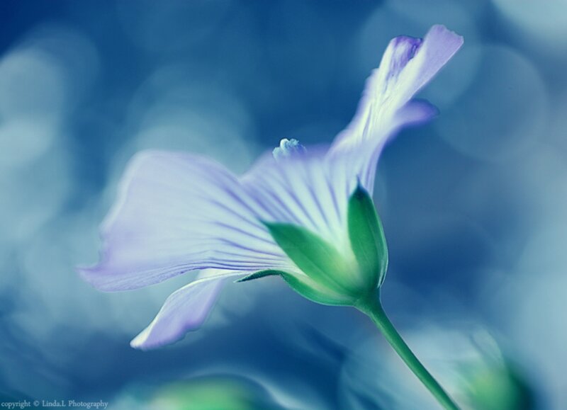 Purple Flower in Bloom — Blue, Serene, Photograph