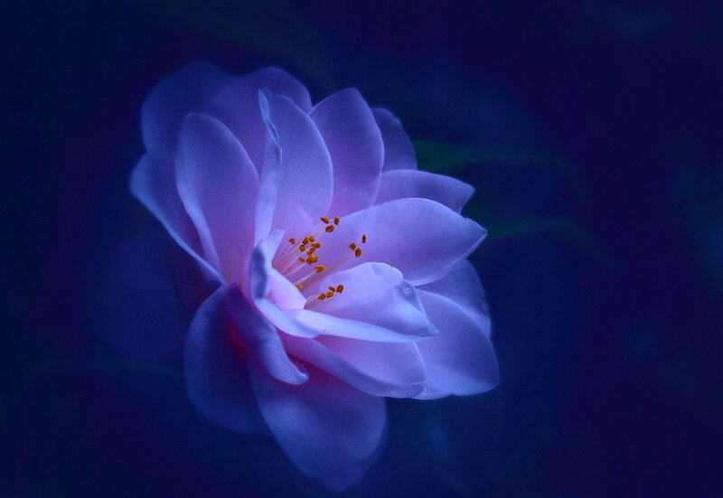 Purple Flower in Bloom — Blue