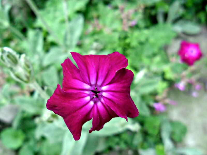 Purple Flower in Bloom — Calm, Afternoon